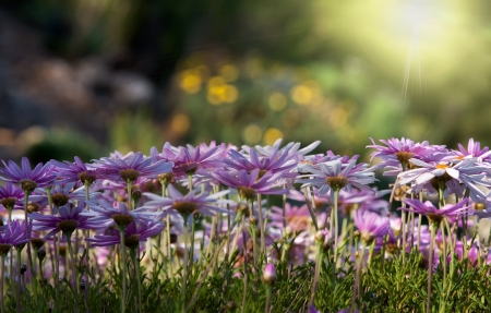 hedge of daisy flowers against the sun and mottled backgroundの写真素材