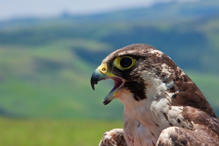 detail of the head of a Pallid Harrier bird of preyの写真素材