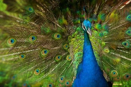 young male peacock displaying his feathers to attract a femaleの写真素材