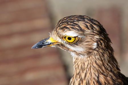 head and feather detail of an African thick knee birdの写真素材