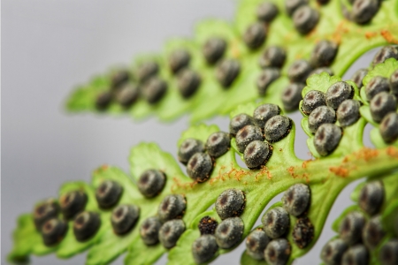 detail of seed pods on a green fern leaf frond closeup
