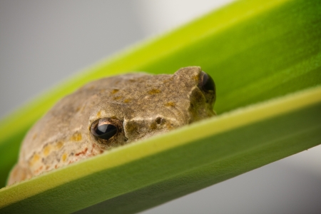 closeup detail of a brown tree frog hiding on a green leaf