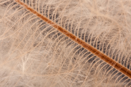 macro detail of a birds down feather showing small barb hooksの写真素材