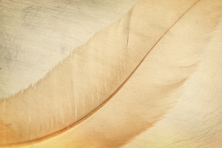 textured background detail of a birds feather, close up の写真素材
