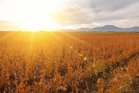 golden farmland field with dry bean pods and distant mountainsの写真素材