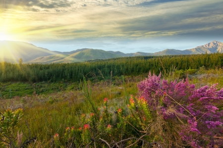 mountain view over plantation of trees and natural vegetationの写真素材