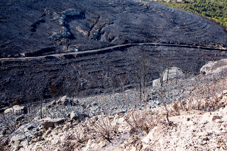 Dammage after Burn Forest / Marseille La Ginesteの写真素材