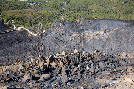 Dammage after Burn Forest / Marseille La Ginesteの写真素材