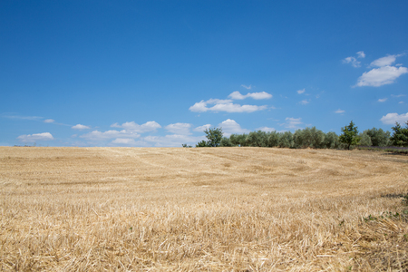 Harvest field background at sunny dayの写真素材