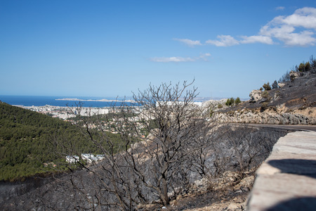 Dammage after Burn Forest / Marseille La Ginesteの写真素材