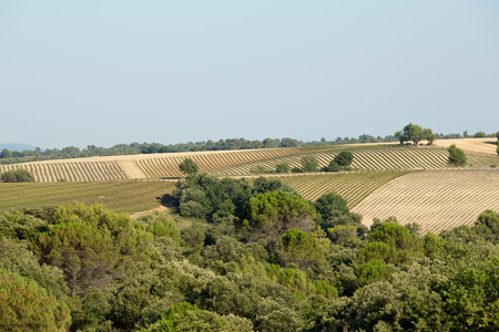 Countryside fields in Provence in Franceの写真素材