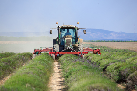 Tractor harvest a lavender fields cultivationの写真素材
