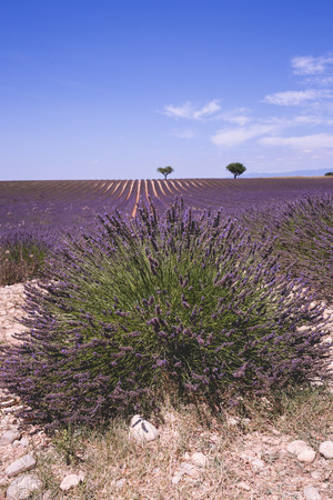 Lavender field in sunny day in Provence, Franceの写真素材