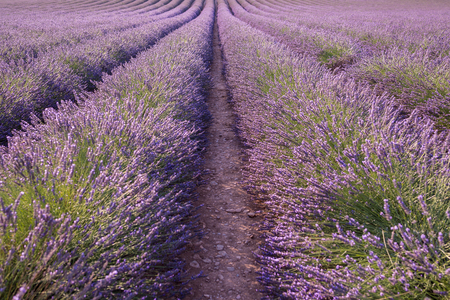 Lavender field in sunny day in Provence, Franceの写真素材