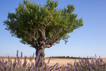 Lavender field in sunny day in Provence, Franceの写真素材