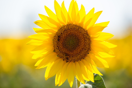 Organic Sunflower with blurried backgroundの写真素材