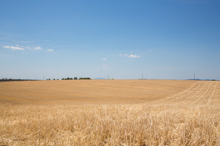 Organic wheat field harvested at sunny dayの写真素材