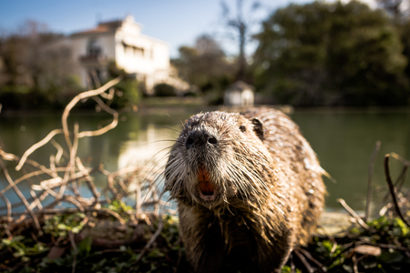 Nutria in city Parkの写真素材
