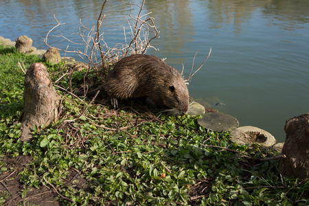 Nutria in city Parkの写真素材
