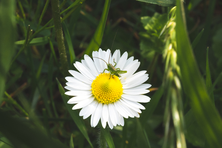Grasshopper on Marguerite flowerの写真素材