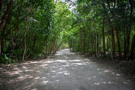 Jungle path in Coba Mayan site in Mexicoの写真素材