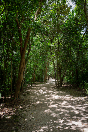 Jungle path in Coba Mayan site in Mexicoの写真素材