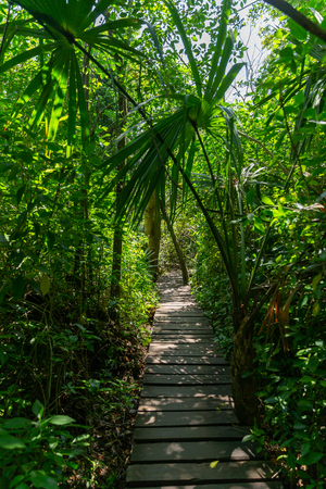 Tropical jungle path Sian Kaan in Mexicoの写真素材
