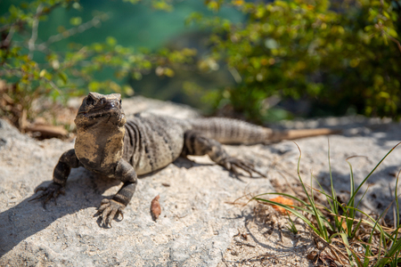 Iguana of Yucatan in Mexicoの写真素材