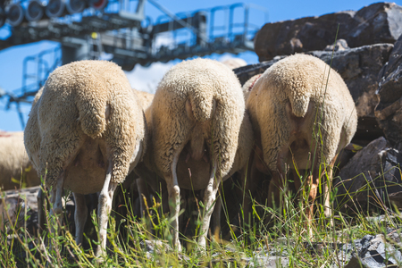 Flock of sheep in the meadow in the Alpsの写真素材