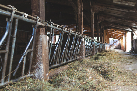 Cowshed for cows- Agriculture template backgroundの写真素材