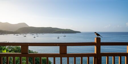 Caribbean, tropical beautiful view with ocean and a little birdの写真素材