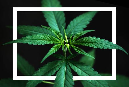 Marijuana leaves ( Cannabis sativa indica )の写真素材