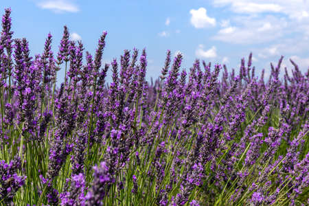 Lavender field in summer sunny day in Provence, Franceの写真素材