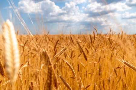 Golden wheat field at summer sunny and cloudy day - Organic Agriculture field - France Provence...