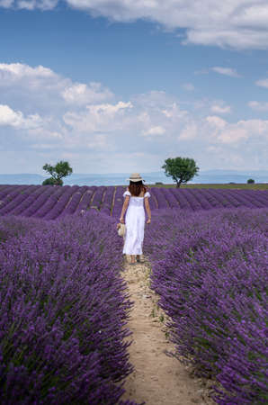 Woman with long white dress walking on lavender field in Provence, Franceの写真素材