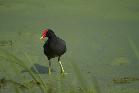 Moorhen on Weedsの写真素材