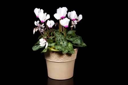 Potted cyclamen against black backgroundの写真素材