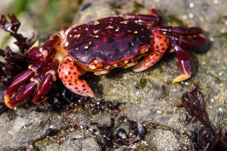 crab on a rock