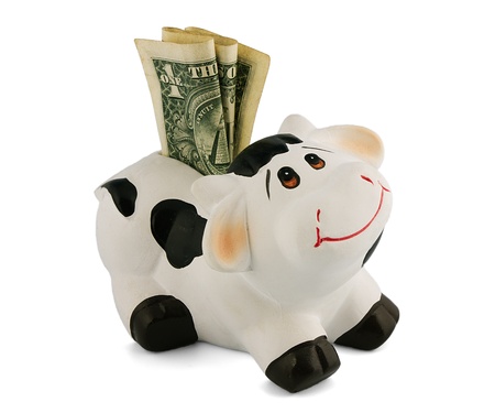 Piggy bank with money in the form of a funny cowの写真素材