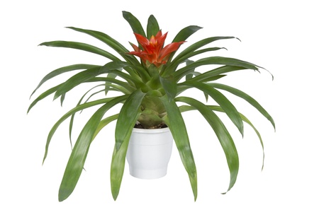  Guzmania flower in a pot on white backgroundの写真素材