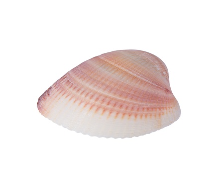 seashell on white background の写真素材