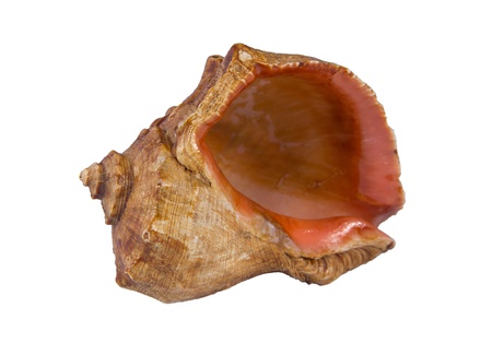 seashell on white backgroundの写真素材