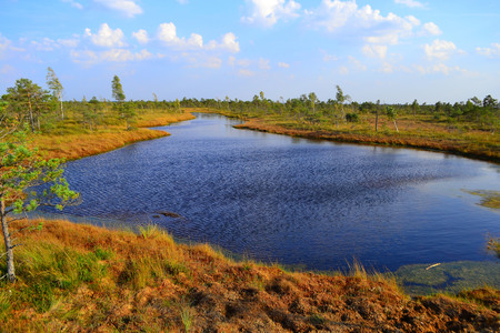 Big swamp wetlands Kemeri national park, Latvia. Travel concept.View of swamps in Latvia