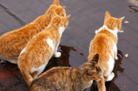 red cat lies on a brick floorの写真素材