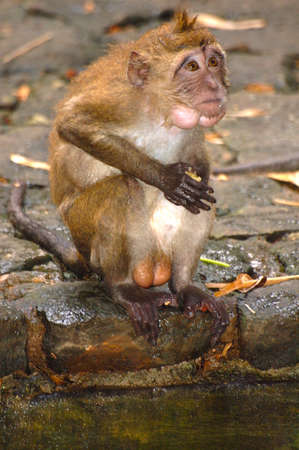monkey with big balls sits by the water