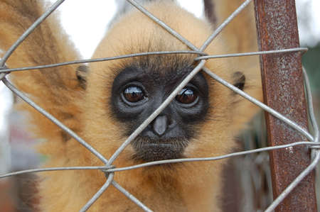 monkey with a sad look behind barsの写真素材