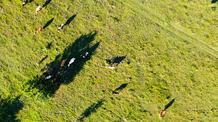 cows walk in the meadow and cast shadows drone shootingの写真素材