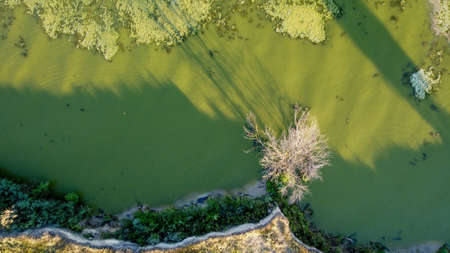 green swamp ripples on the surface of the water. shooting from a drone, Ukraine.の写真素材