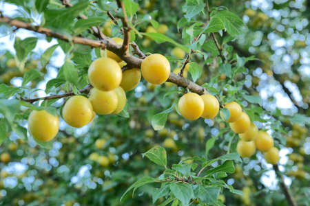 yellow cherry plum on a branch among green leavesの写真素材