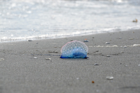 A beached  Atlantic Portuguese Man o' War (Man of War)